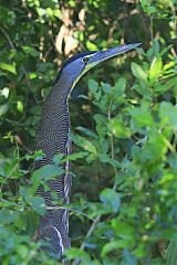 Bare-throated Tiger-Heron